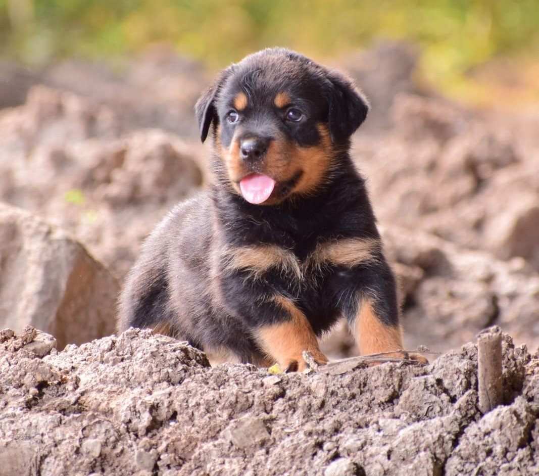Rottweiler price in mumbai