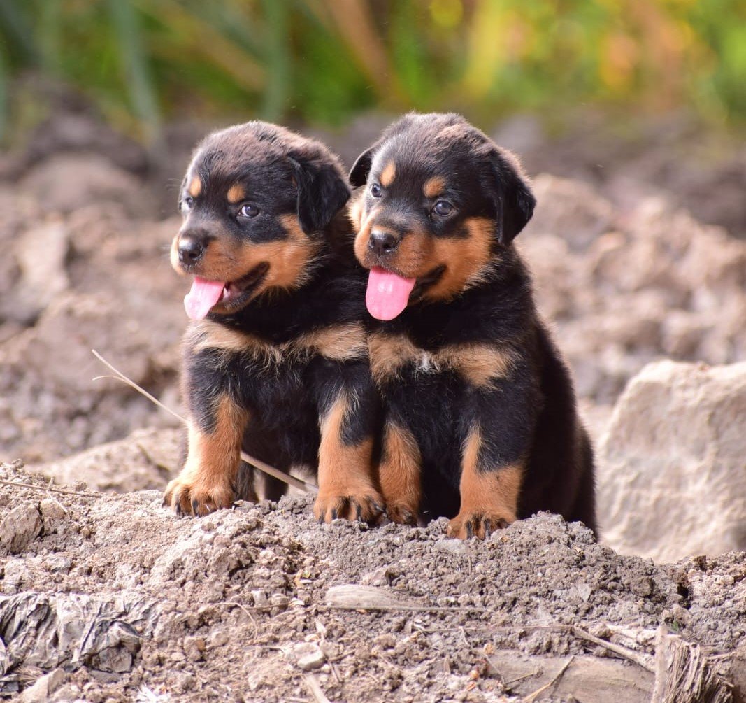 Rottweiler Male price in mumbai