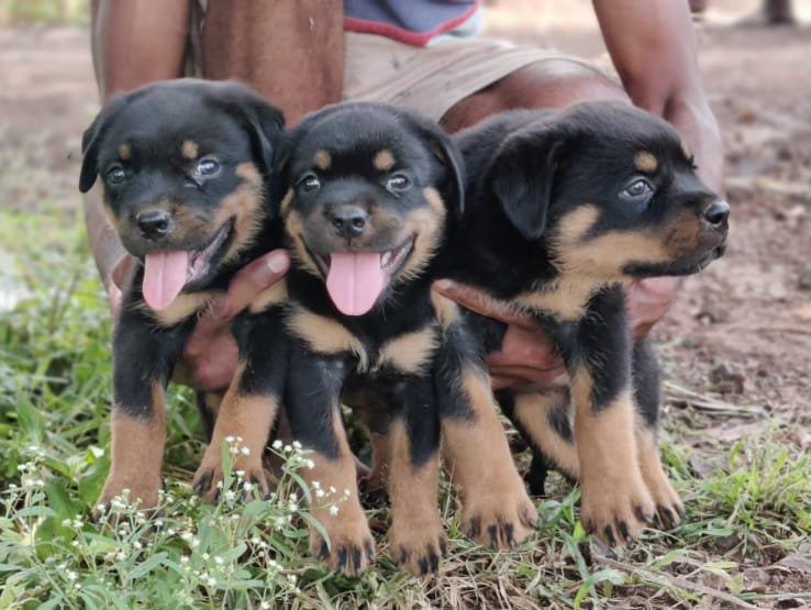 Rottweiler dog breeder price in mumbai