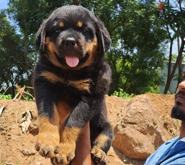 Rottweiler female price in mumbai