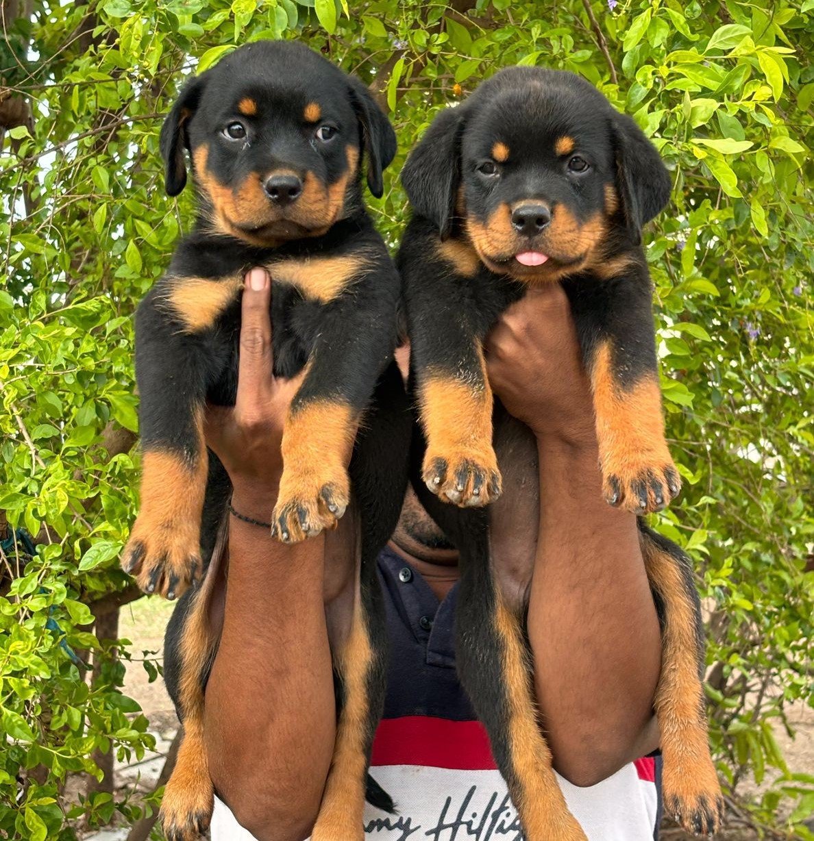 Rottweiler female price in pune