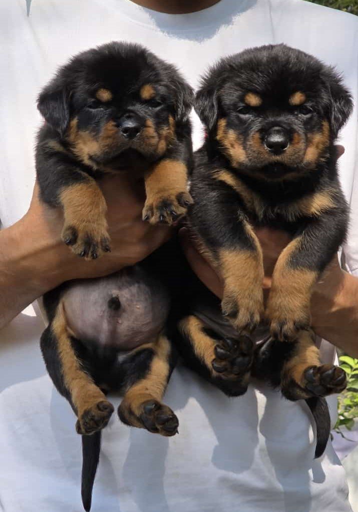 Rottweiler male price in pune