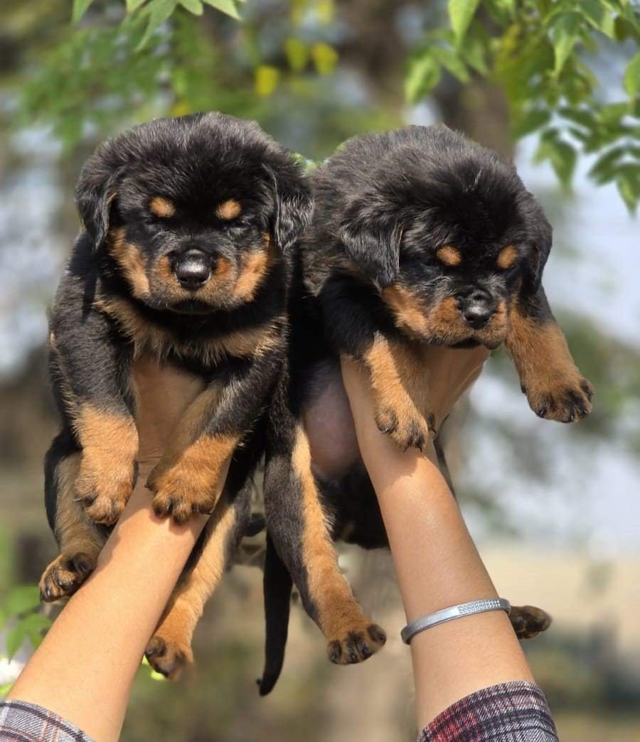 Rottweiler dog breeder price in pune