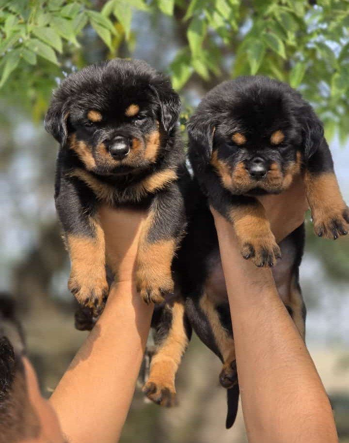 Rottweiler puppies price in pune