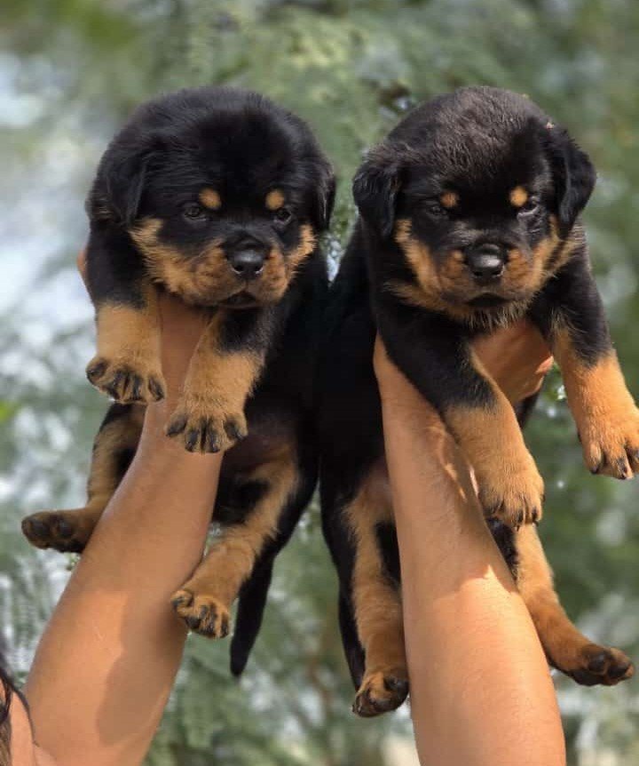 Rottweiler dog price in pune
