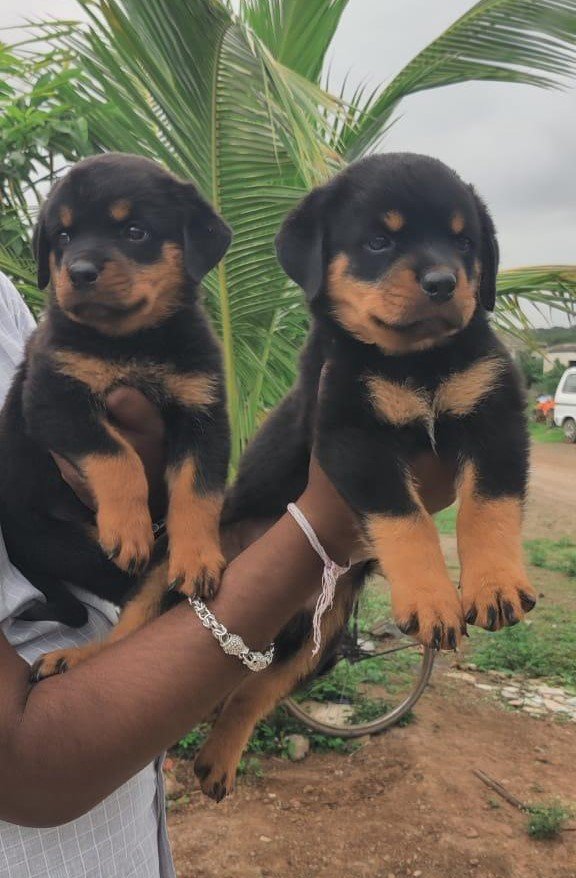 Rottweiler puppies price in pune