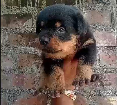 Rottweiler Price In Chennai