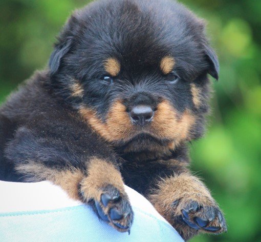Rottweiler Male Price in Chennai