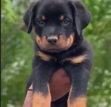 Pure Breed Rottweiler price in Chennai