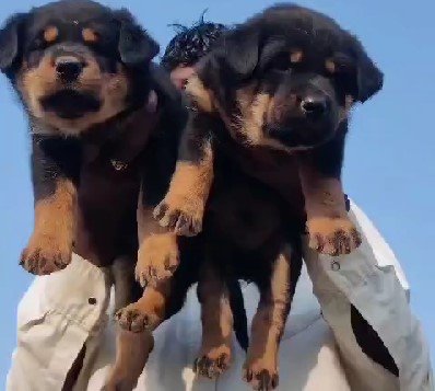 Rottweiler online price in Chennai
