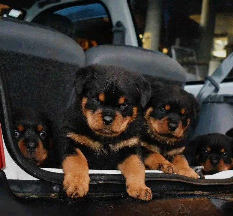 Rottweiler Price In Hyderabad
