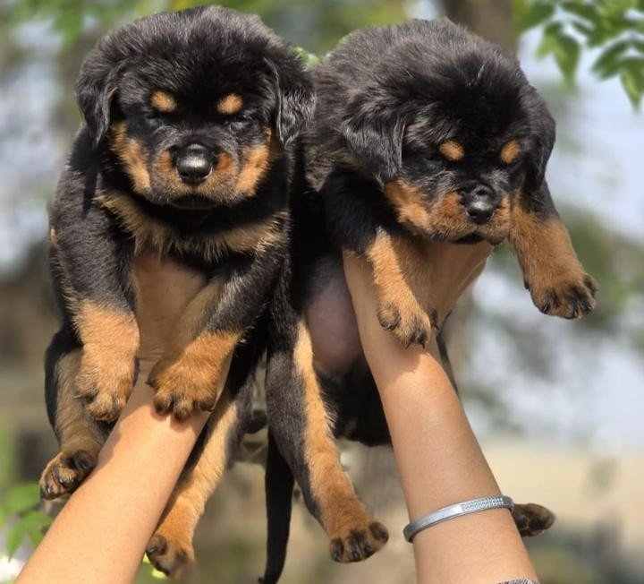 Rottweiler dog breeder in Hyderabad