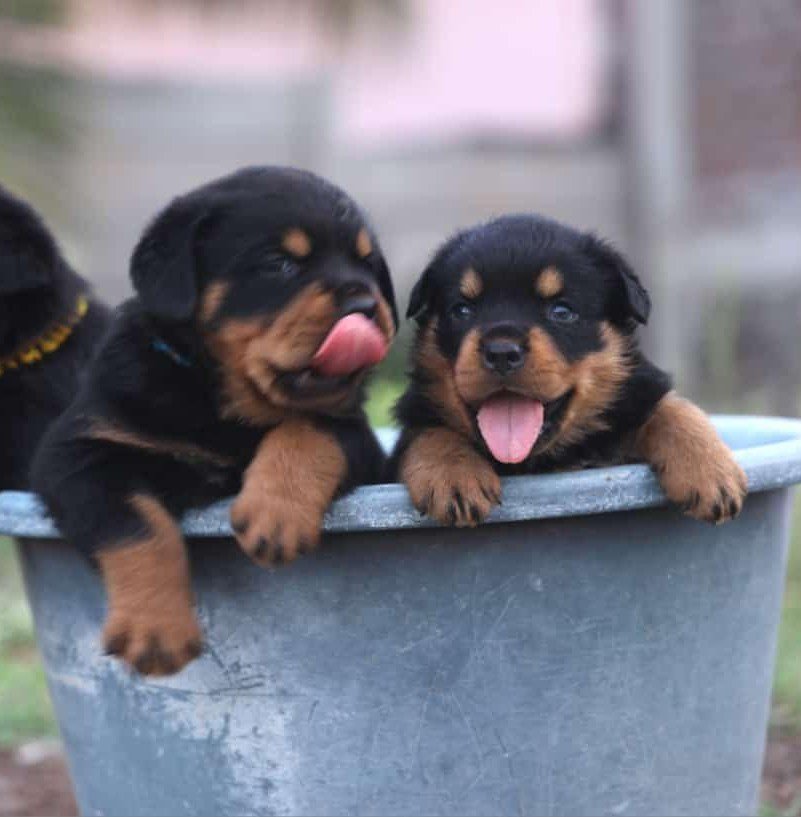 Rottweiler Male Price in Hyderabad