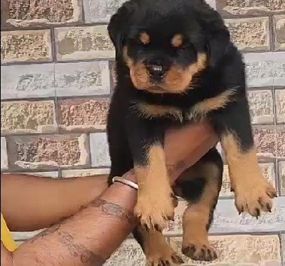 Pure Breed Rottweiler price in Hyderabad