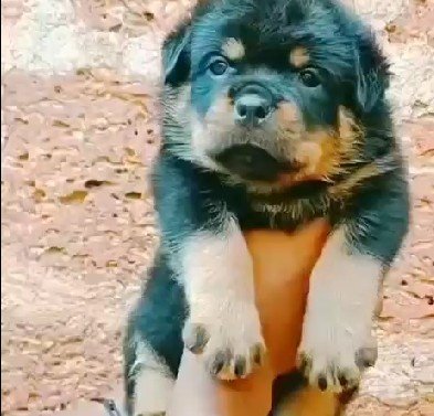 Rottweiler online price in Hyderabad