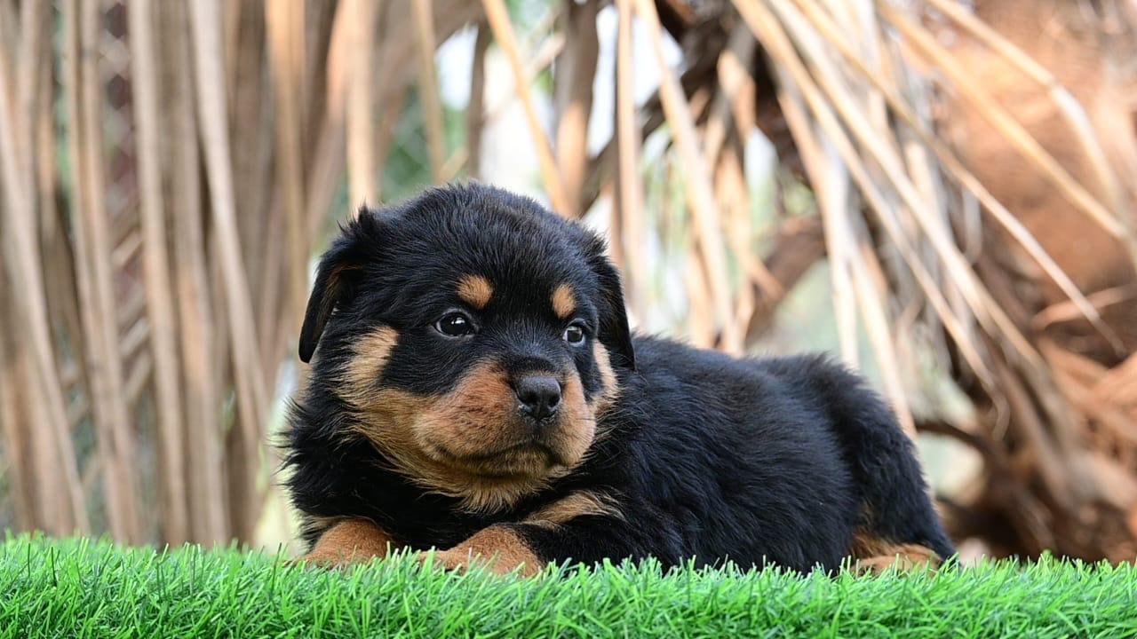 Rottweiler male price in india