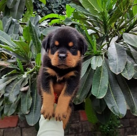 Rottweiler female price in india