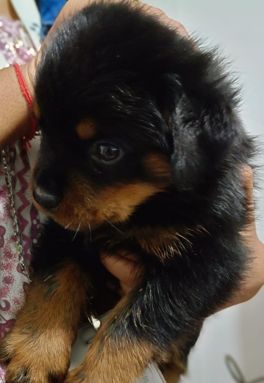 Rottweiler pet shop in india