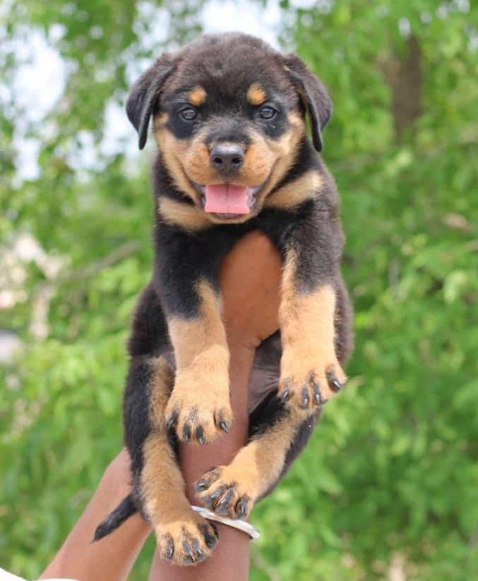 Rottweiler dog breeder in india