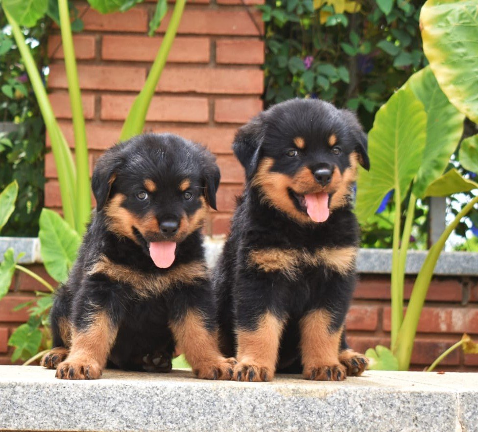 Rottweiler Female price in Kolkata