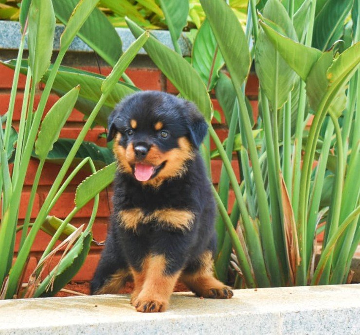 Rottweiler Male Price in Kolkata