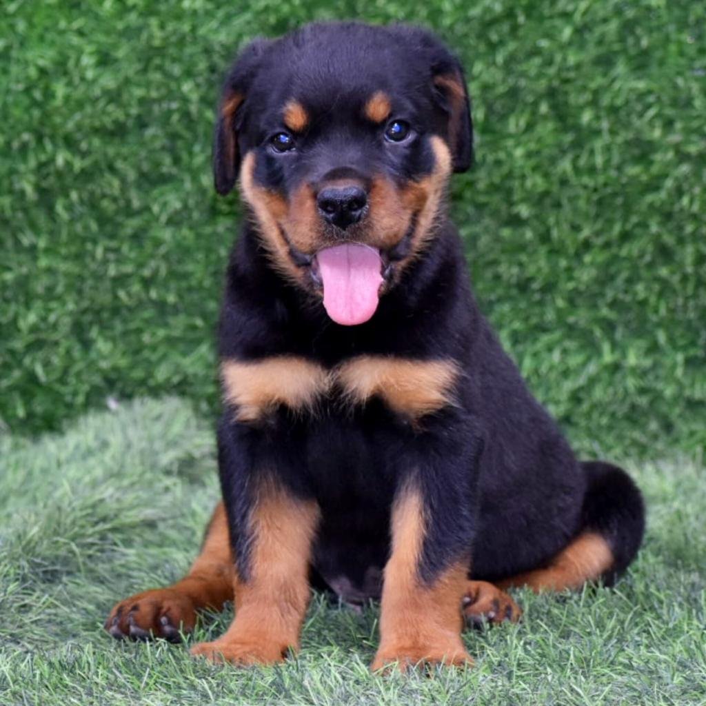 Rottweiler online price in Kolkata