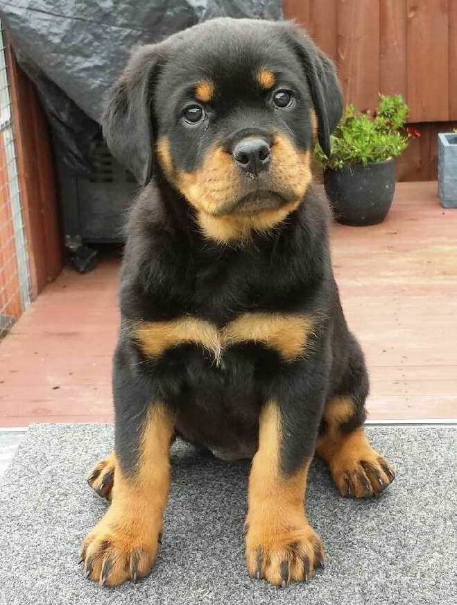 Rottweiler Female price in Vizag