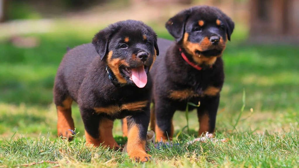 Rottweiler Male Price in Vizag