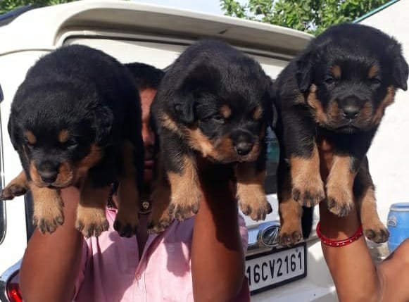 Pure Breed Rottweiler price in Vizag