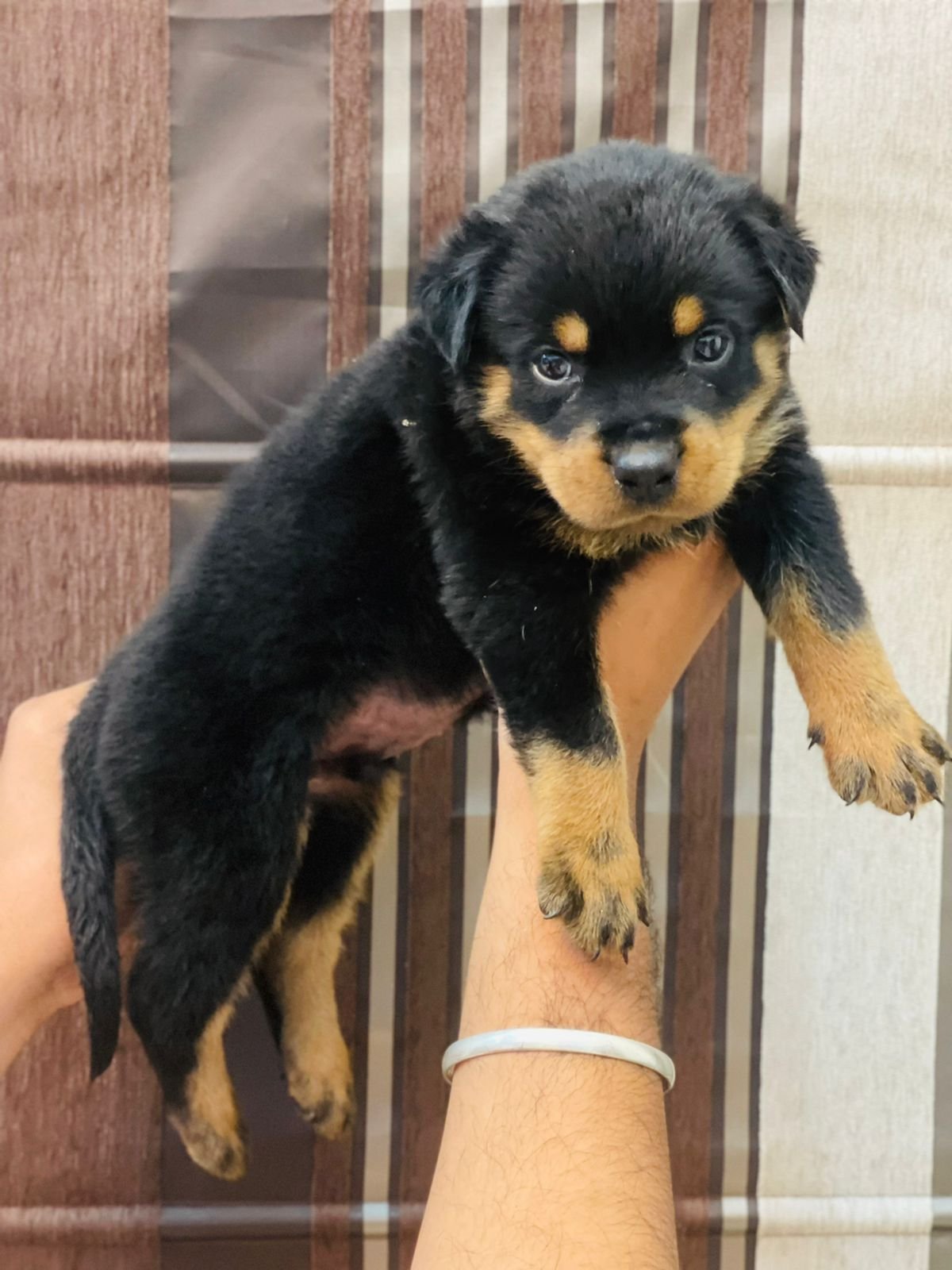 Rottweiler online price in Vizag