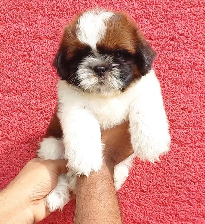 ShihTzu Price In Ahmedabad