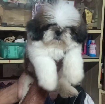 ShihTzu dog breeder in Ahmedabad