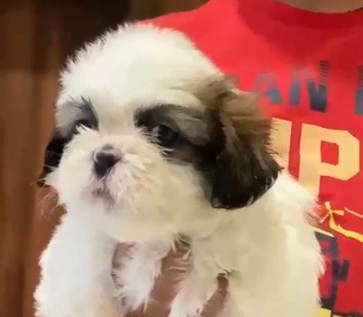 ShihTzu Female price in Ahmedabad