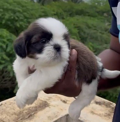 ShihTzu Male Price in Ahmedabad
