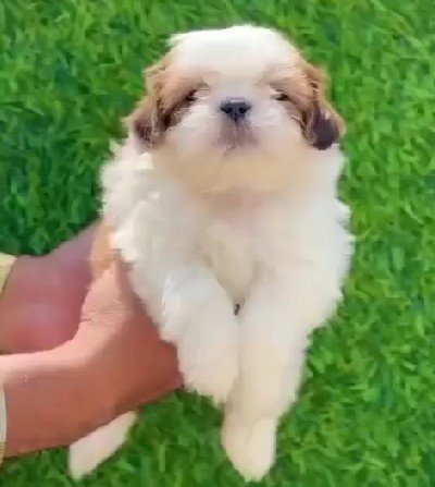 Pure Breed ShihTzu price in Ahmedabad
