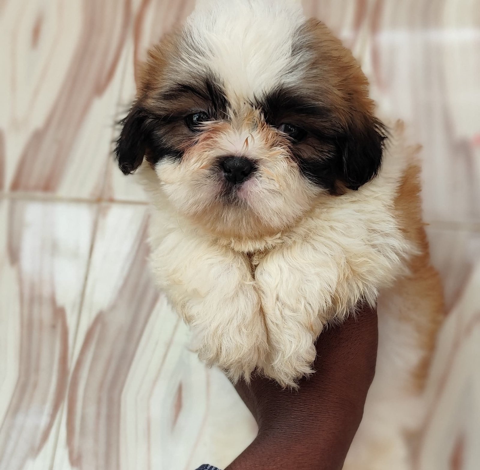 ShihTzu online price in Ahmedabad