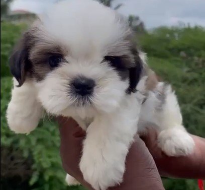 Shihtzu Price In Chennai