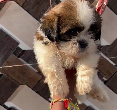 Shihtzu Female price in Chennai