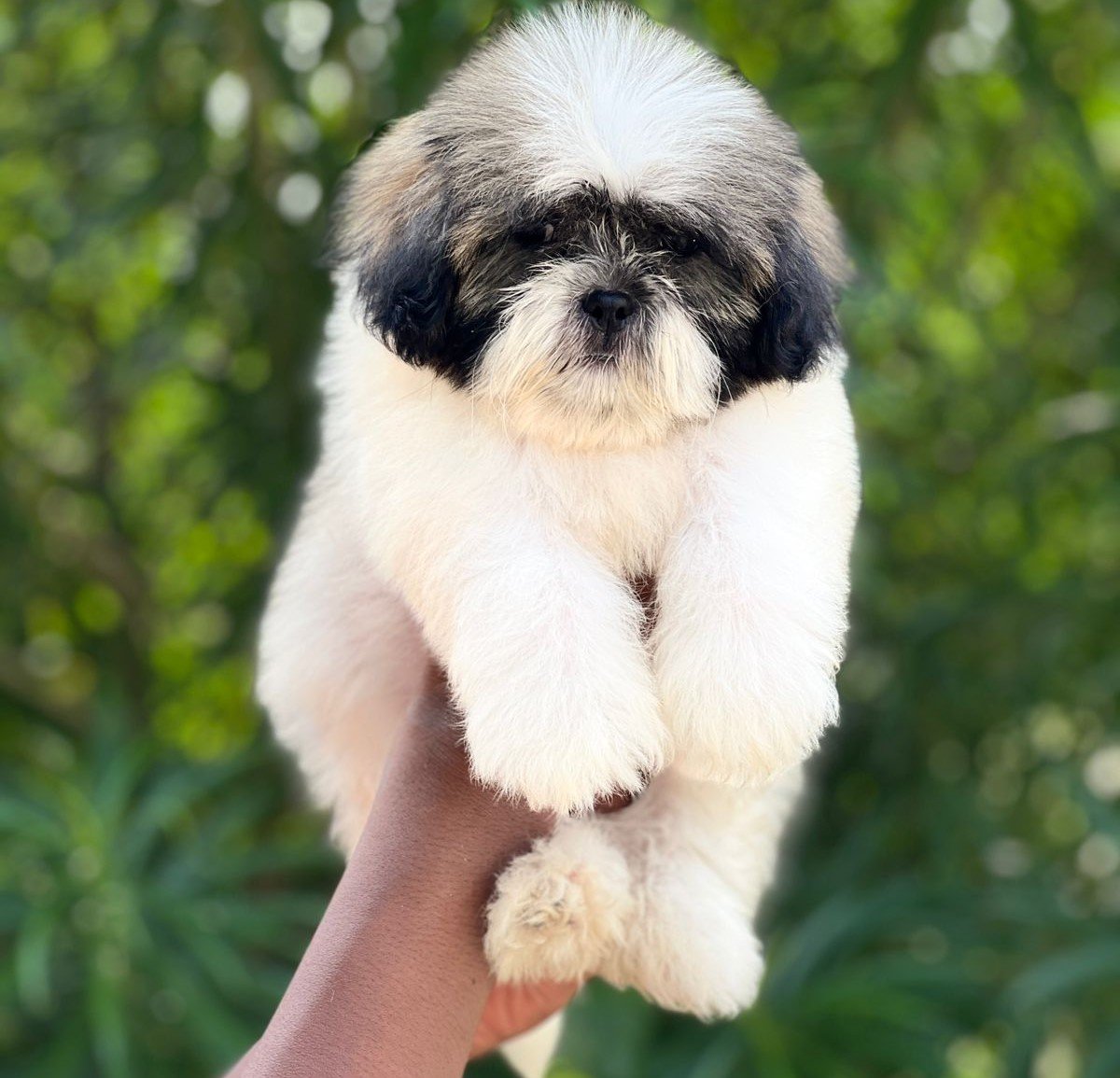 Shihtzu Male Price in Chennai