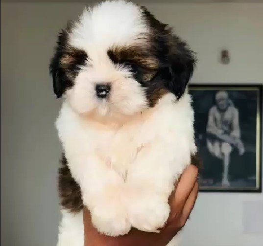 Pure Breed Shihtzu price in Chennai