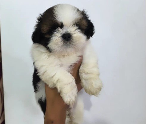 Shihtzu online price in Chennai