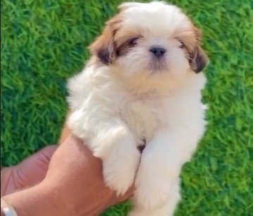 Pure Breed Shih tzu price in Hyderabad