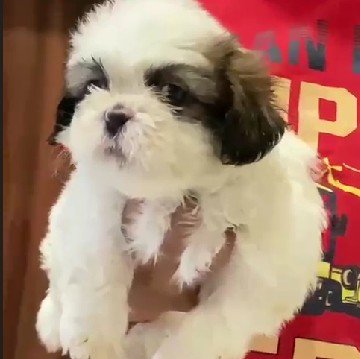 Shih tzu Male Price in Hyderabad