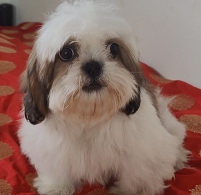 Shih tzu Female price in Hyderabad