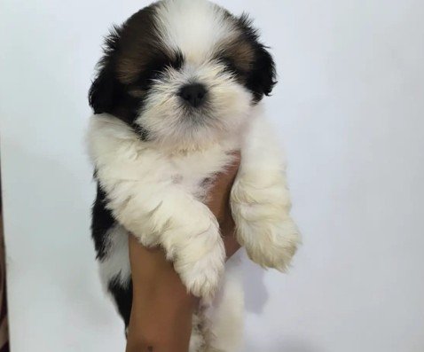 Shih tzu dog breeder in Hyderabad