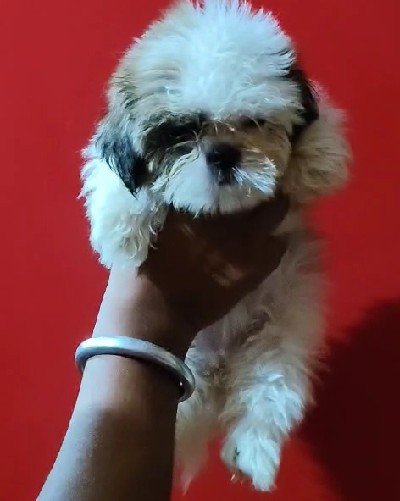 Lhasa Apso online price in Hyderabad