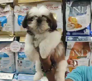 Shihtzu price in mumbai