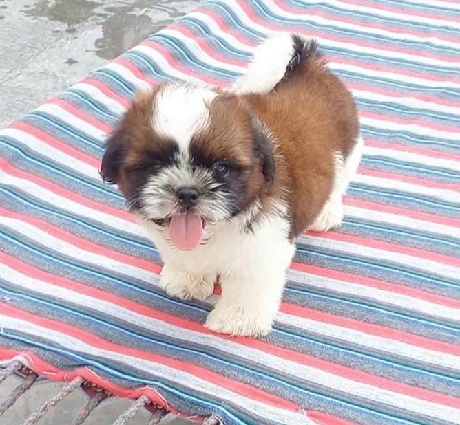 Shihtzu male price in mumbai