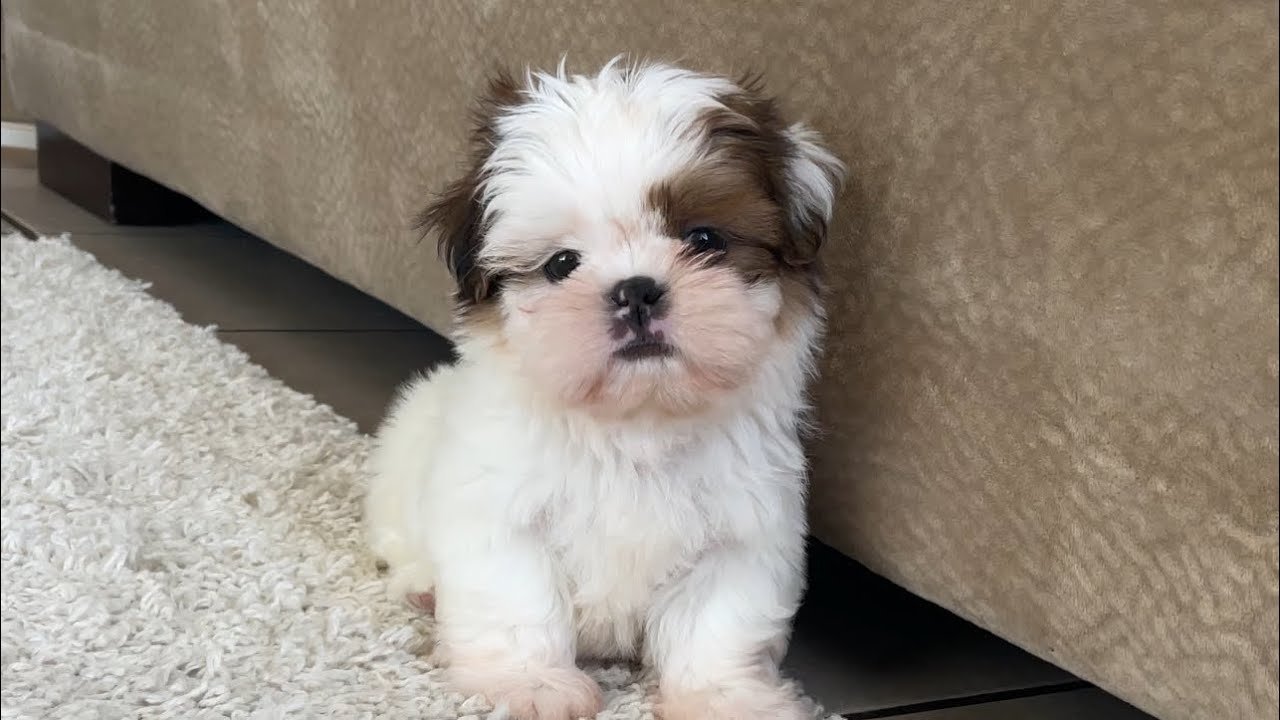 Shihtzu Price In Bangalore