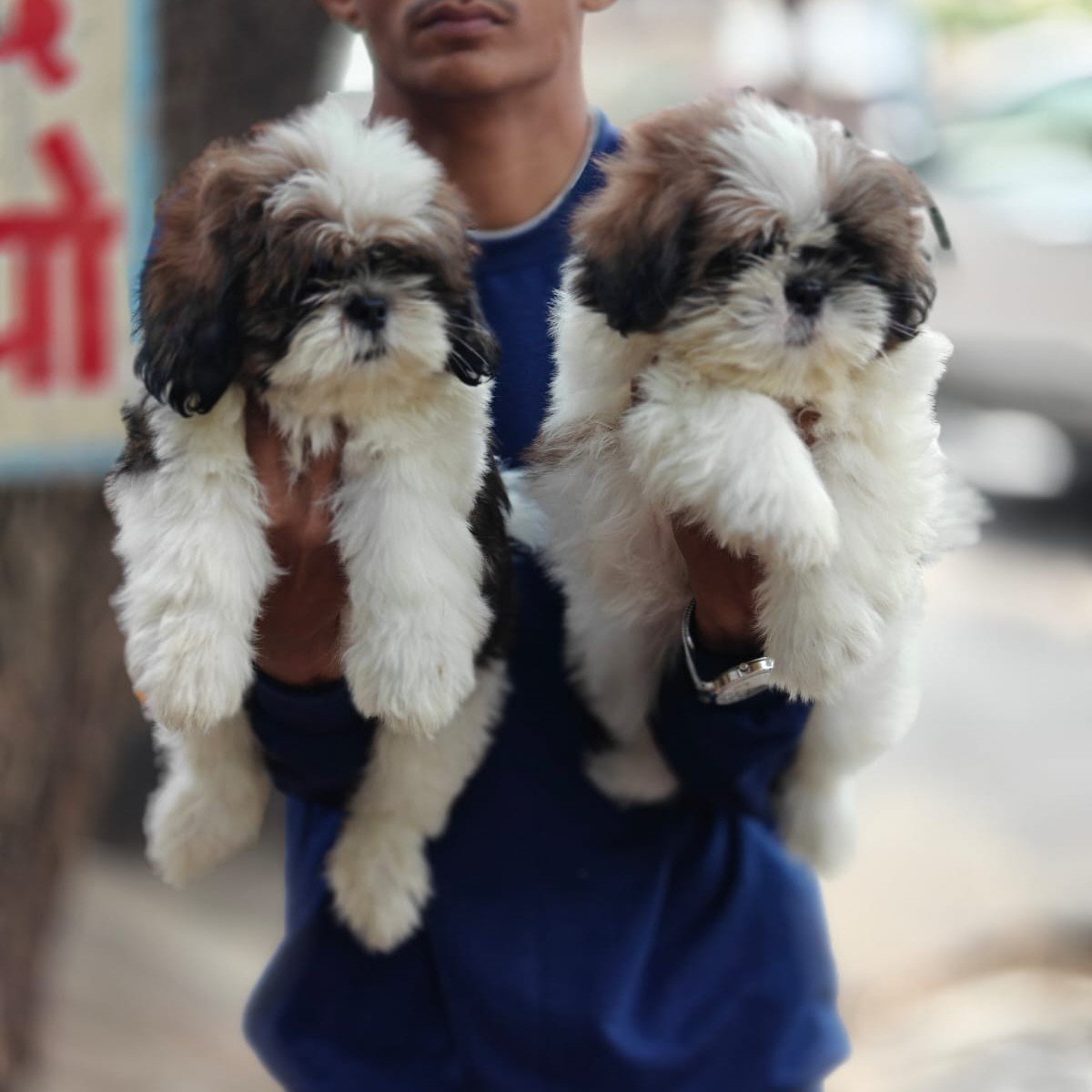 Shihtzu dog breeder in Bangalore